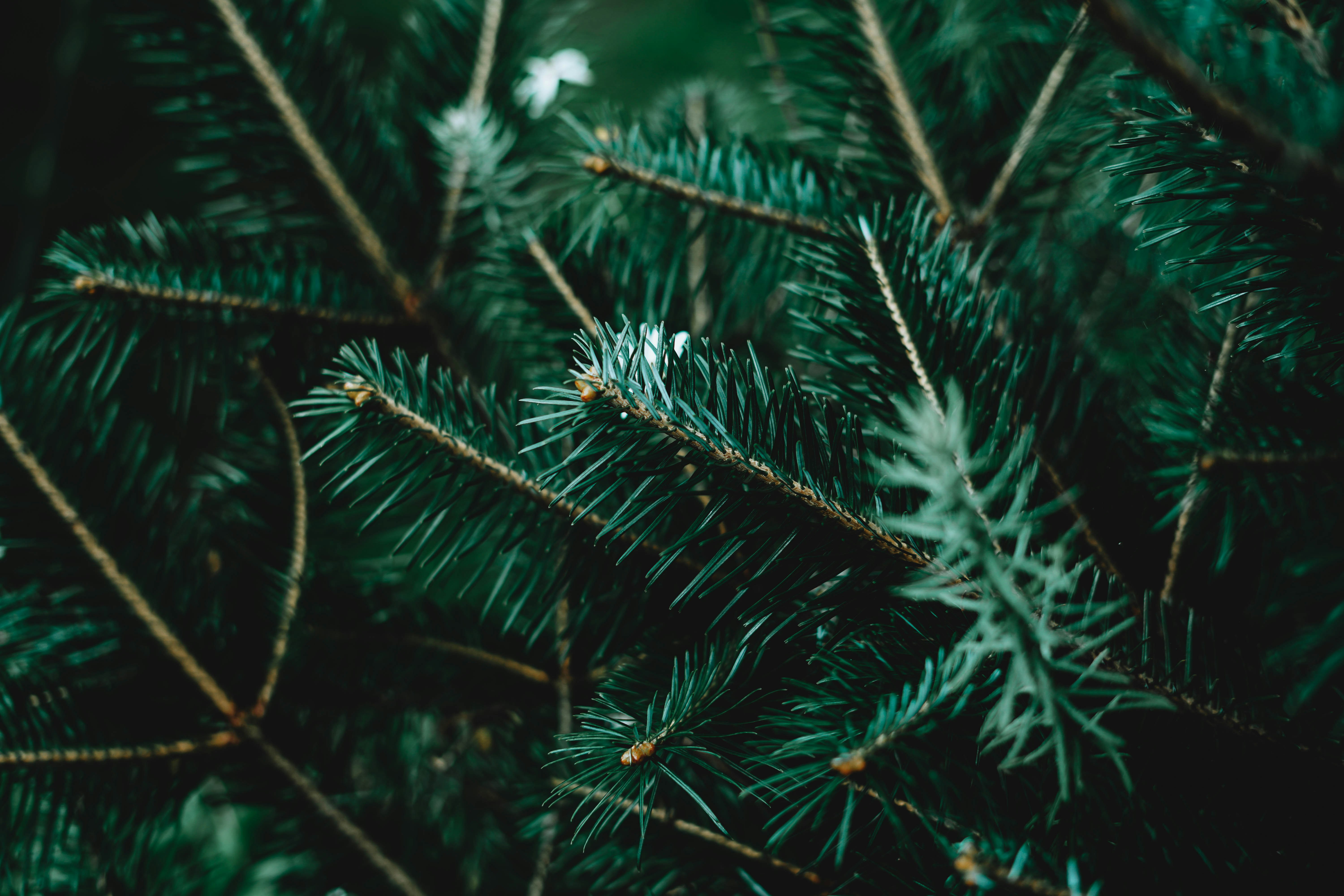 close up photography of green pine tree